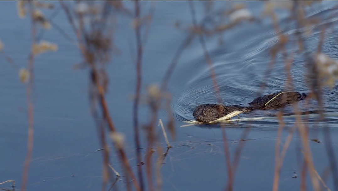 Beaver swimming Beaver swimming