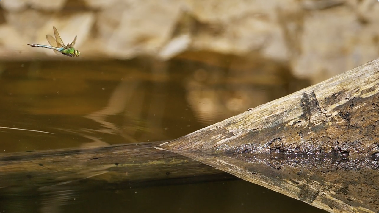 Dragonfly Dragonfly