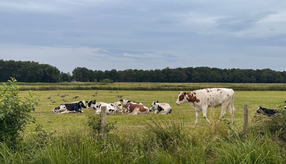 Cows in Meadow Cows in Meadow