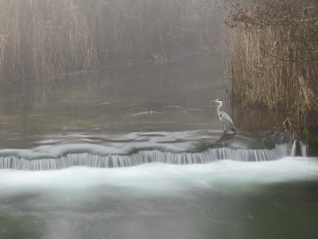 Heron_Lower_Mill_Estate_Cotswolds Heron_Lower_Mill_Estate_Cotswolds