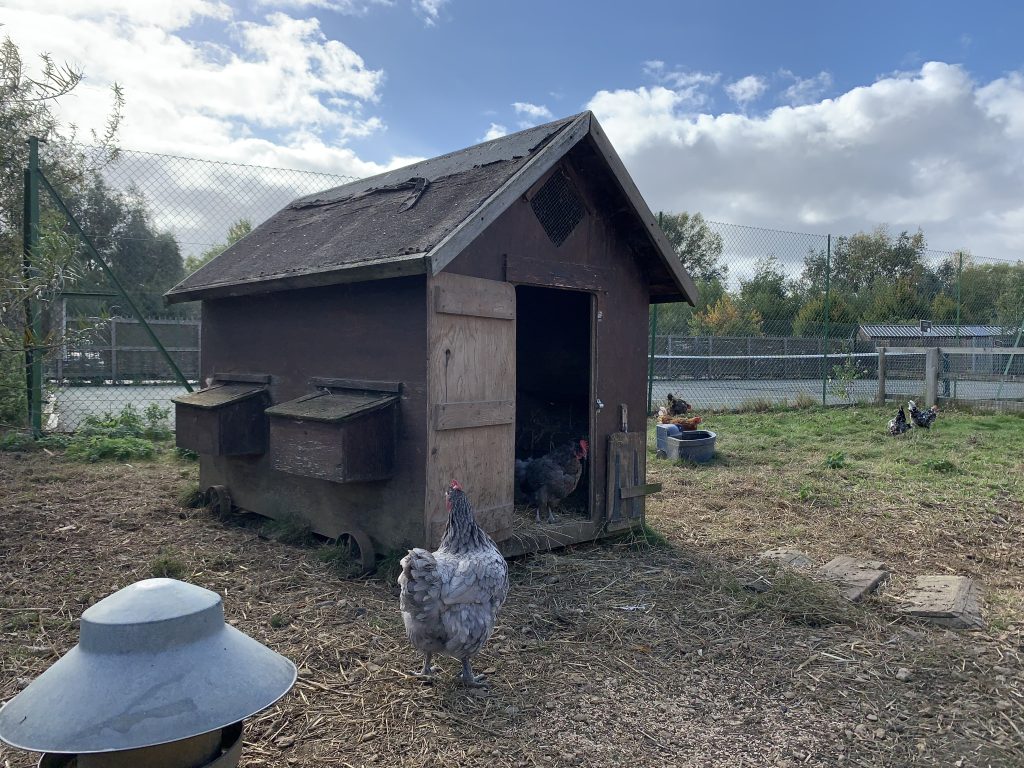 Lower Mill Estate Chickens by thes Tennis Court Lower Mill Estate Chickens by thes Tennis Court
