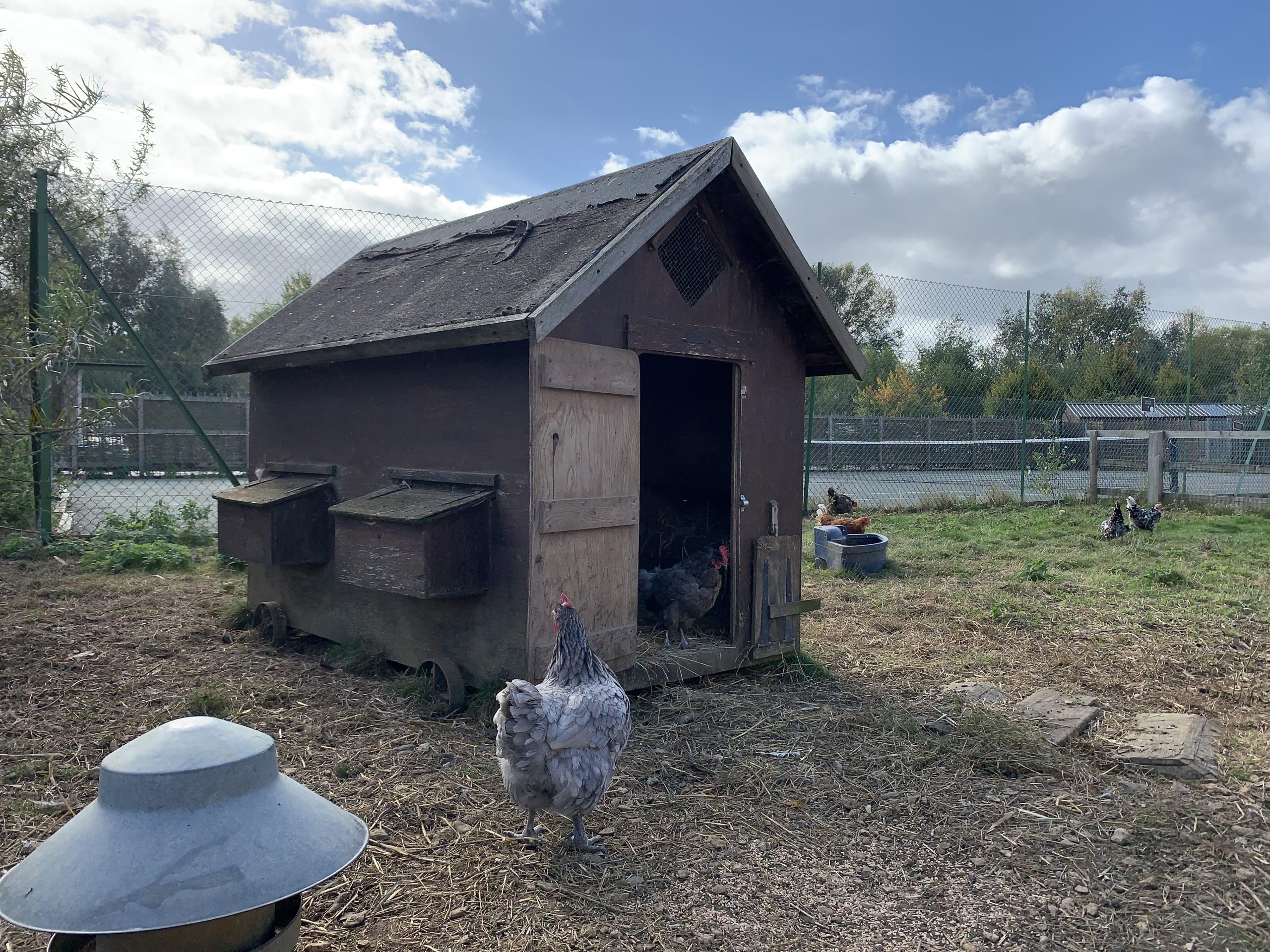 Lower Mill Estate Chickens by Mill Village Tennis Court