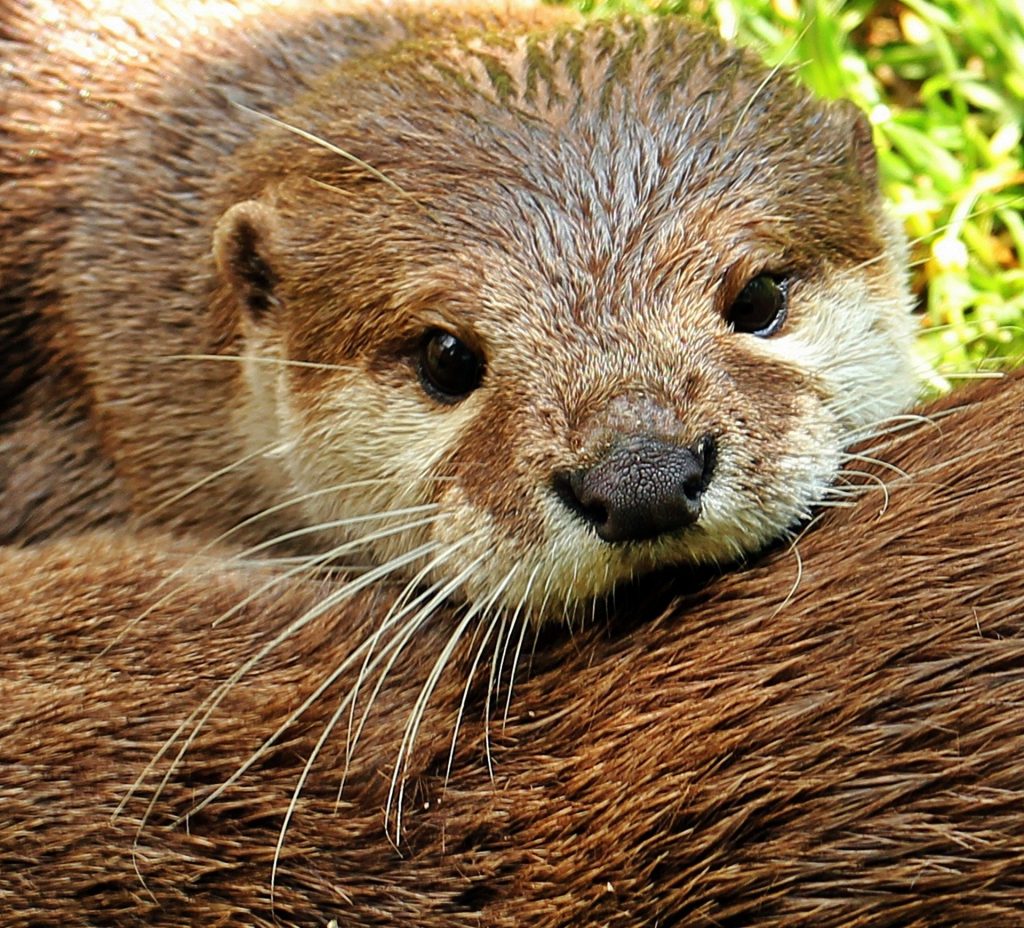 Otter Otter