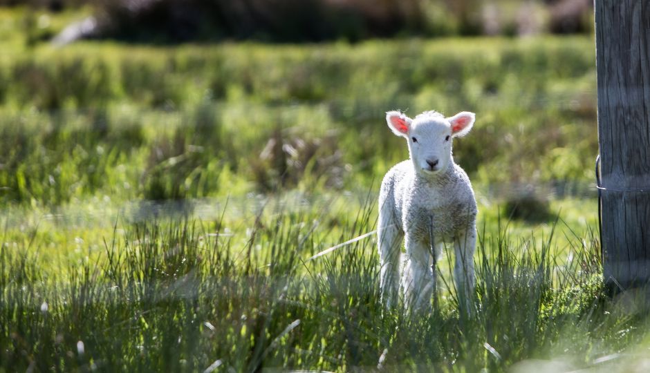 Cotswold Easter